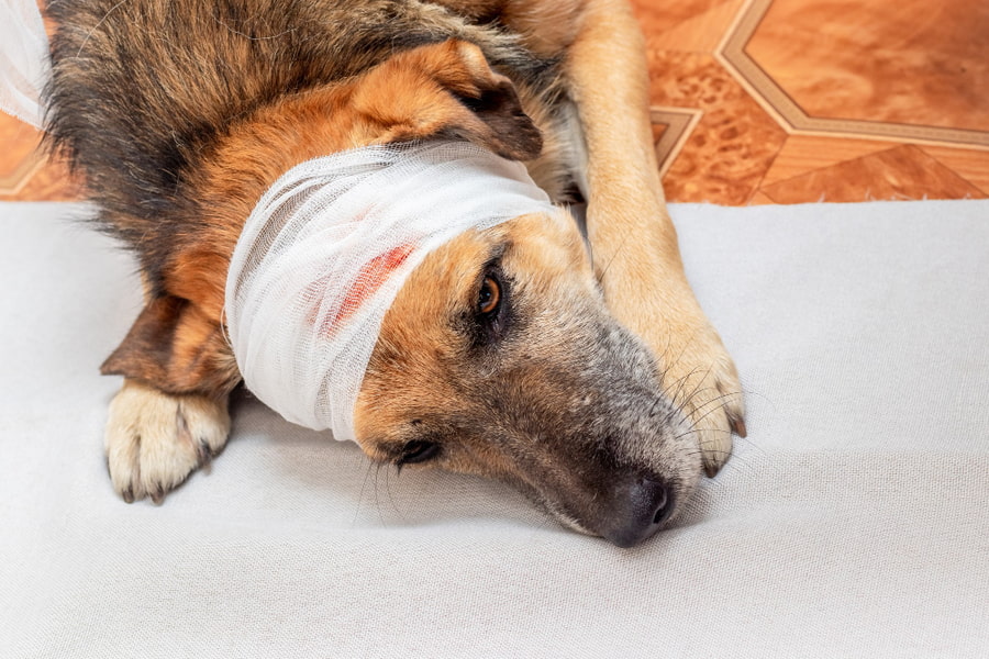 Perro herido