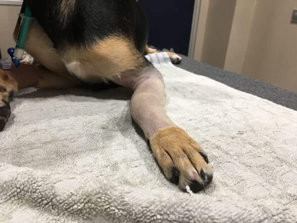Perro con fractura